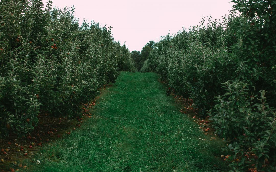 Our first Project: TerraTrust launches local fruit tree initiative in the district of Rosenheim🌳🍎