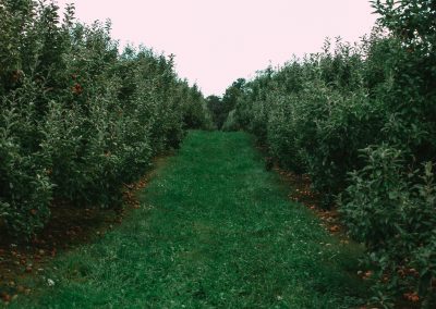 Fruit Trees for Rosenheim – Our First Step